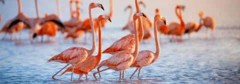 groep flamingos in water tropisch land