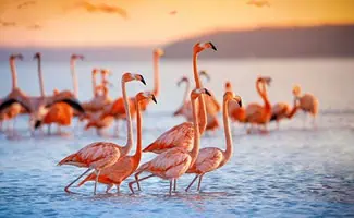 Thijs Koekkoek op Bonaire