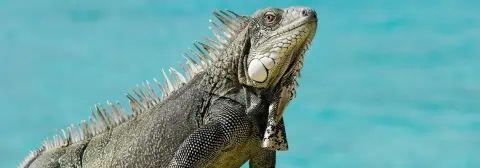 Bonaire leguaan