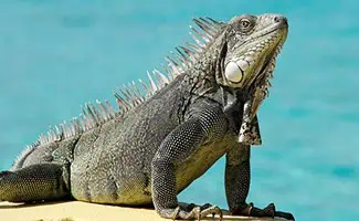 leguaan Bonaire