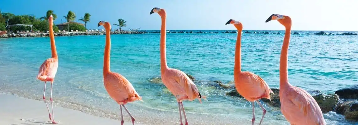 flamingo's