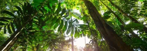 jungle suriname