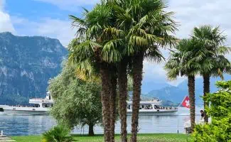 palmbomen zomer meer zwitserland